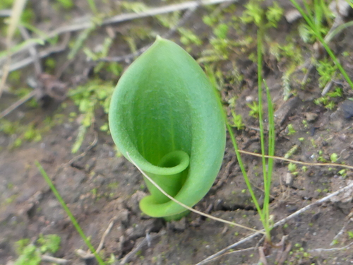 iNaturalist observation photo of woolseed tribe