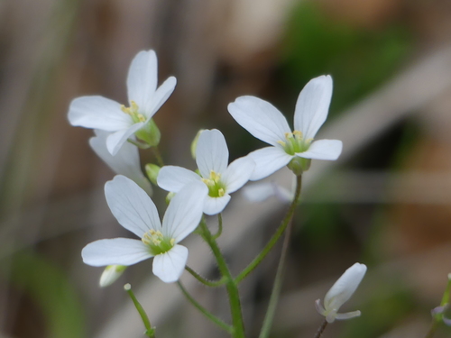 iNaturalist observation photo of milkmaids