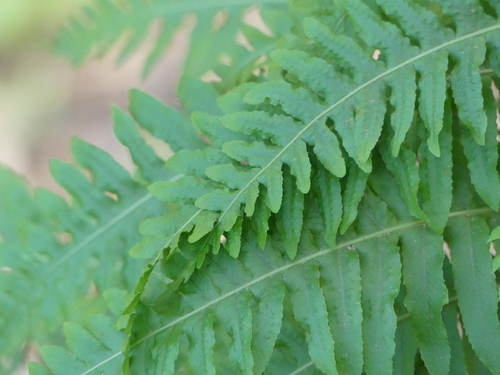 iNaturalist observation photo of Ferns