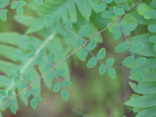 iNaturalist observation photo of Coffee Fern