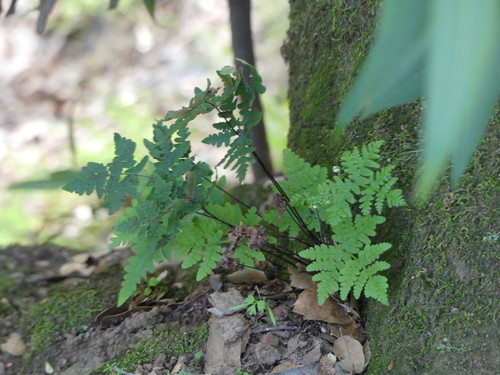 iNaturalist observation photo of goldback fern