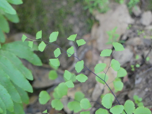 iNaturalist observation photo of California Maidenhair Fern