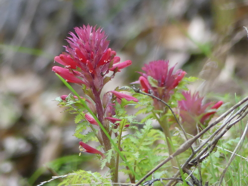 iNaturalist observation photo of Warrior's Plume