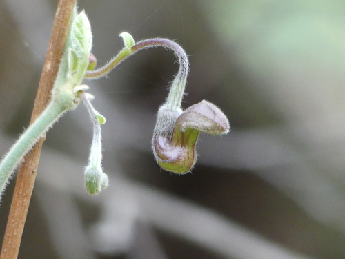 iNaturalist observation photo of California Dutchman's Pipe
