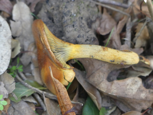 iNaturalist observation photo of western jack-o'-lantern