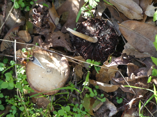 iNaturalist observation photo of Fungi Including Lichens