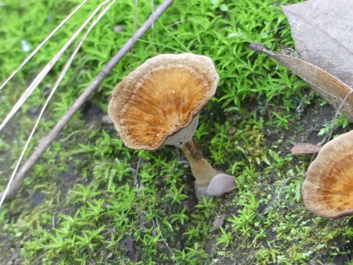 iNaturalist observation photo of Brown Funnel Polypore