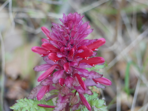 iNaturalist observation photo of Warrior's Plume