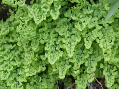 iNaturalist observation photo of California Maidenhair Fern