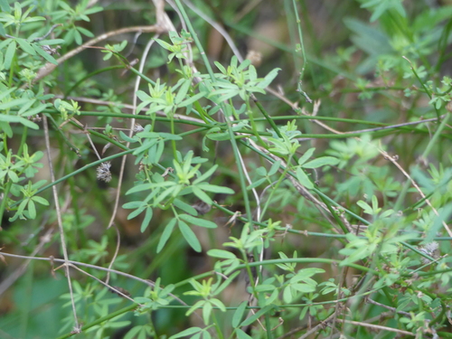 iNaturalist observation photo of deerweed