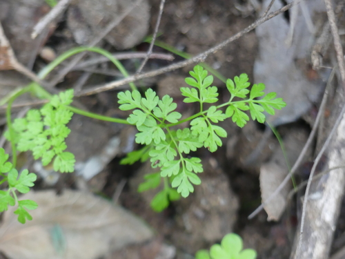iNaturalist observation photo of Chervils, Carrots, Hedgeparsleys and Allies