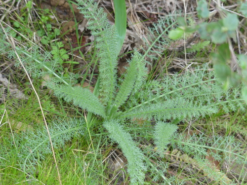 iNaturalist observation photo of common yarrow