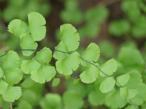 iNaturalist observation photo of California Maidenhair Fern