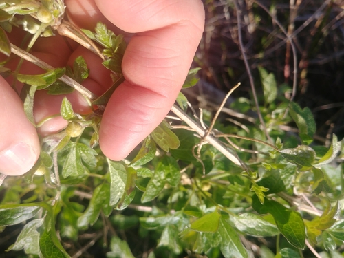 iNaturalist observation photo of Clematis and leatherflowers