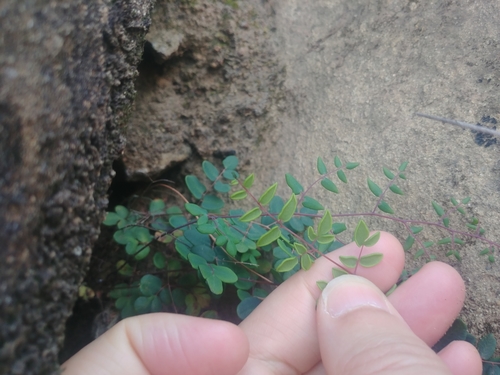 iNaturalist observation photo of Coffee Fern