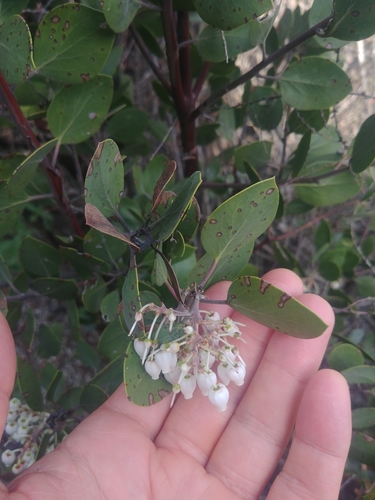 iNaturalist observation photo of Common Manzanita
