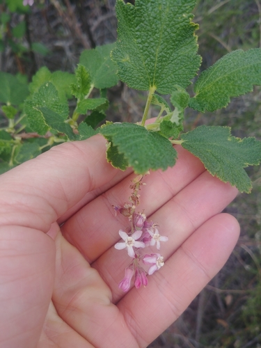 iNaturalist observation photo of Chaparral Currant