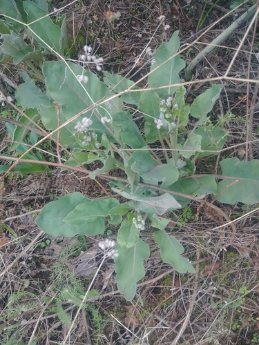 iNaturalist observation photo of Pacific hound's tongue
