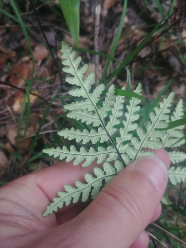 iNaturalist observation photo of goldback fern