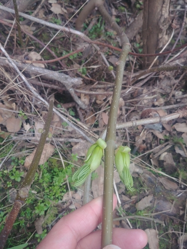 iNaturalist observation photo of California buckeye