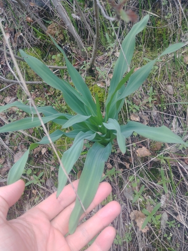 iNaturalist observation photo of wavy-leafed soap plant