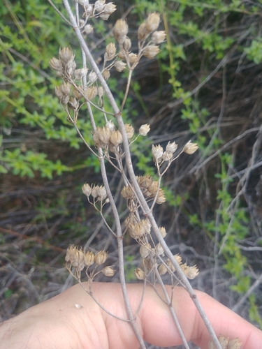 iNaturalist observation photo of Plantain Family