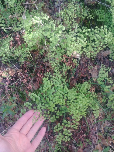 iNaturalist observation photo of California Maidenhair Fern