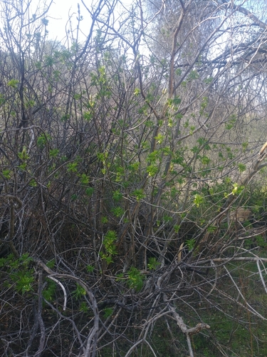 iNaturalist observation photo of California buckeye