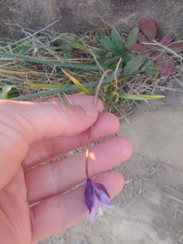 iNaturalist observation photo of Blue Dicks