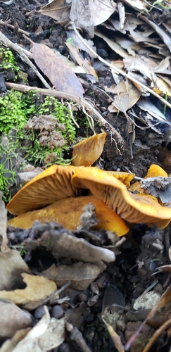 iNaturalist observation photo of western jack-o'-lantern