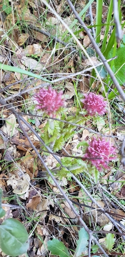 iNaturalist observation photo of Warrior's Plume