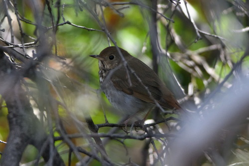 iNaturalist observation photo of Hermit Thrush