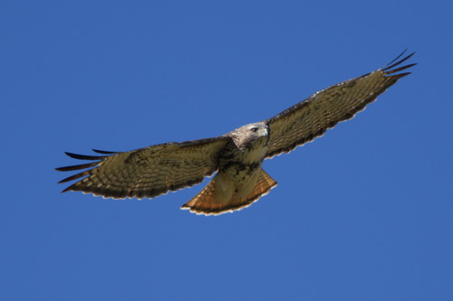 iNaturalist observation photo of Red-tailed Hawk