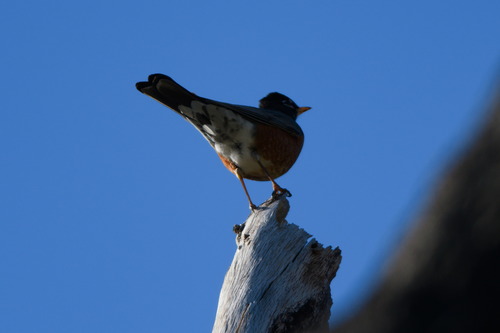 iNaturalist observation photo of American Robin
