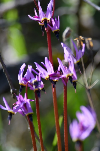 iNaturalist observation photo of Henderson's shooting star