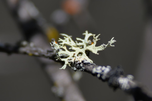 iNaturalist observation photo of Oakmoss