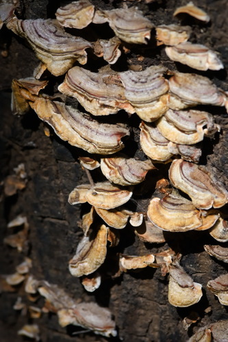 iNaturalist observation photo of Stereum