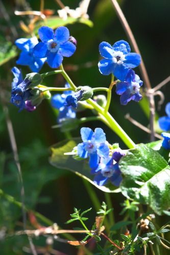 iNaturalist observation photo of Pacific hound's tongue