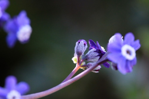 iNaturalist observation photo of Pacific hound's tongue