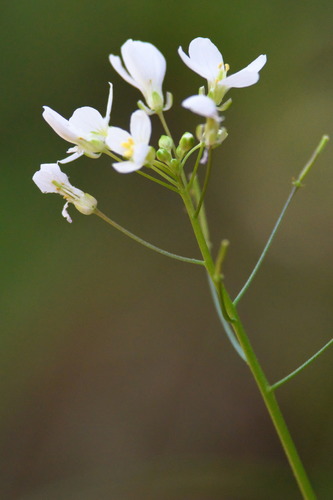 iNaturalist observation photo of milkmaids