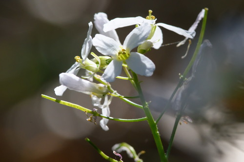 iNaturalist observation photo of milkmaids