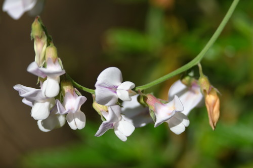 iNaturalist observation photo of Pacific pea