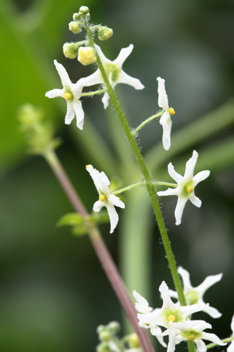 iNaturalist observation photo of California manroot