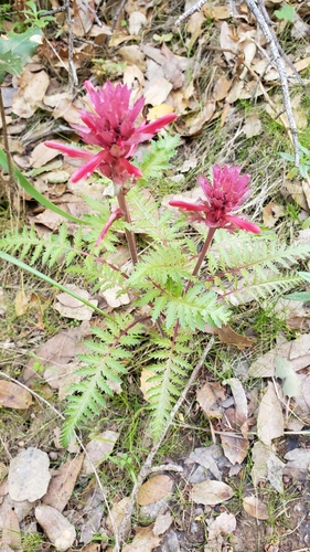 iNaturalist observation photo of Warrior's Plume