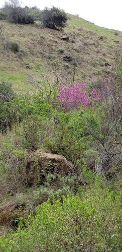 iNaturalist observation photo of Western Redbud