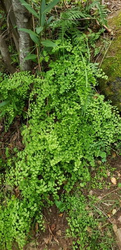 iNaturalist observation photo of California Maidenhair Fern
