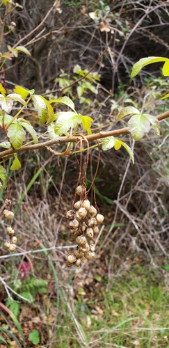iNaturalist observation photo of Pacific poison oak
