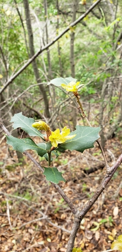 iNaturalist observation photo of interior live oak