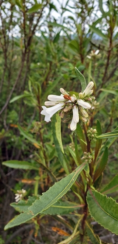 iNaturalist observation photo of California yerba santa