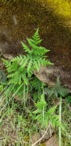 iNaturalist observation photo of goldback fern